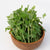 Microgreen Pea Shoots