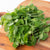 Microgreen Pea Shoots