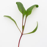 Microgreen Swiss Chard Seeds