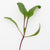 Microgreen Swiss Chard Seeds