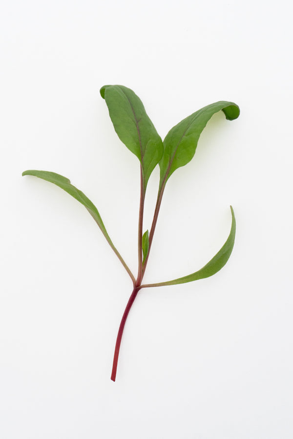 Microgreen Swiss Chard Seeds