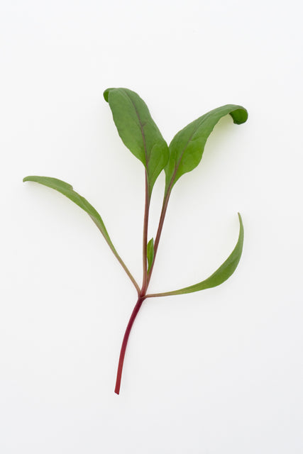 Microgreen Swiss Chard Seeds
