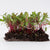 Microgreen Swiss Chard Seeds
