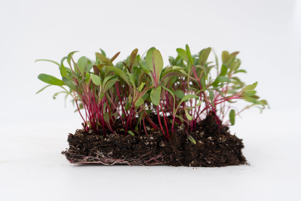 Microgreen Swiss Chard Seeds