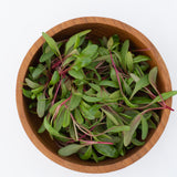 Microgreen Swiss Chard Seeds