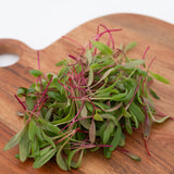 Microgreen Swiss Chard Seeds