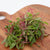 Microgreen Swiss Chard Seeds