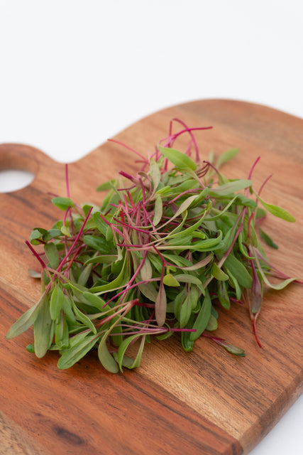 Microgreen Swiss Chard Seeds