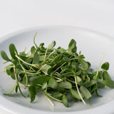 Micro Fenugreek Organic