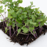 Microgreen Kohlrabi Seeds