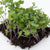 Microgreen Kohlrabi Seeds