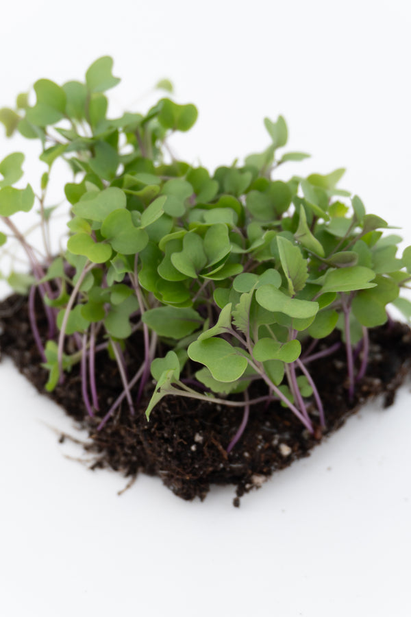 Microgreen Kohlrabi Seeds