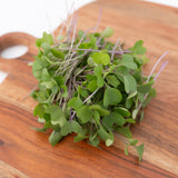 Microgreen Kohlrabi Seeds