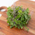 Microgreen Kohlrabi Seeds