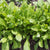 Arugula Seed Tape