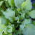 Arugula Seed Tape