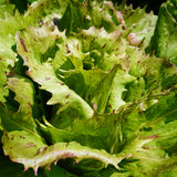 Precocissimo