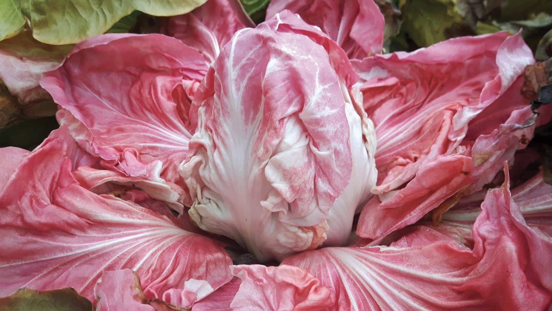 manga rosa seeds Monterosa – West Coast Seeds