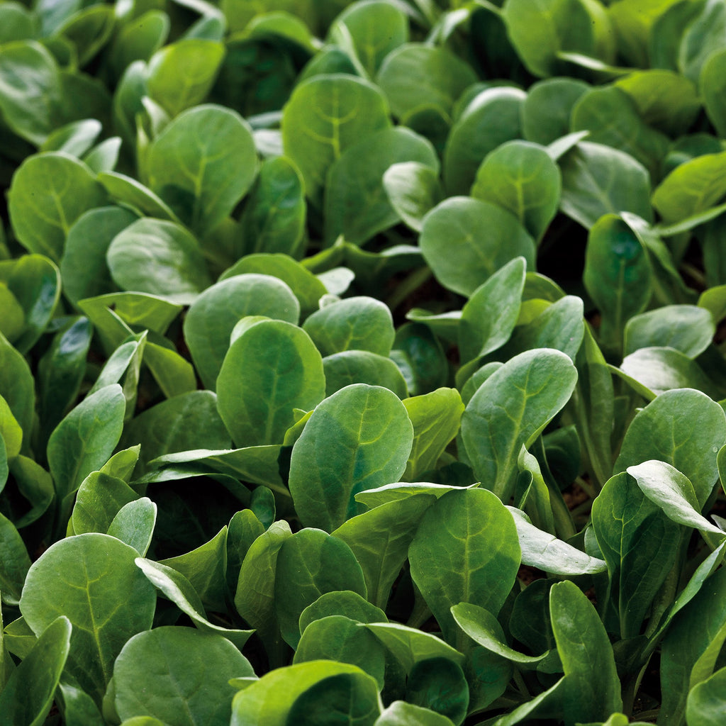 Match – West Coast Seeds
