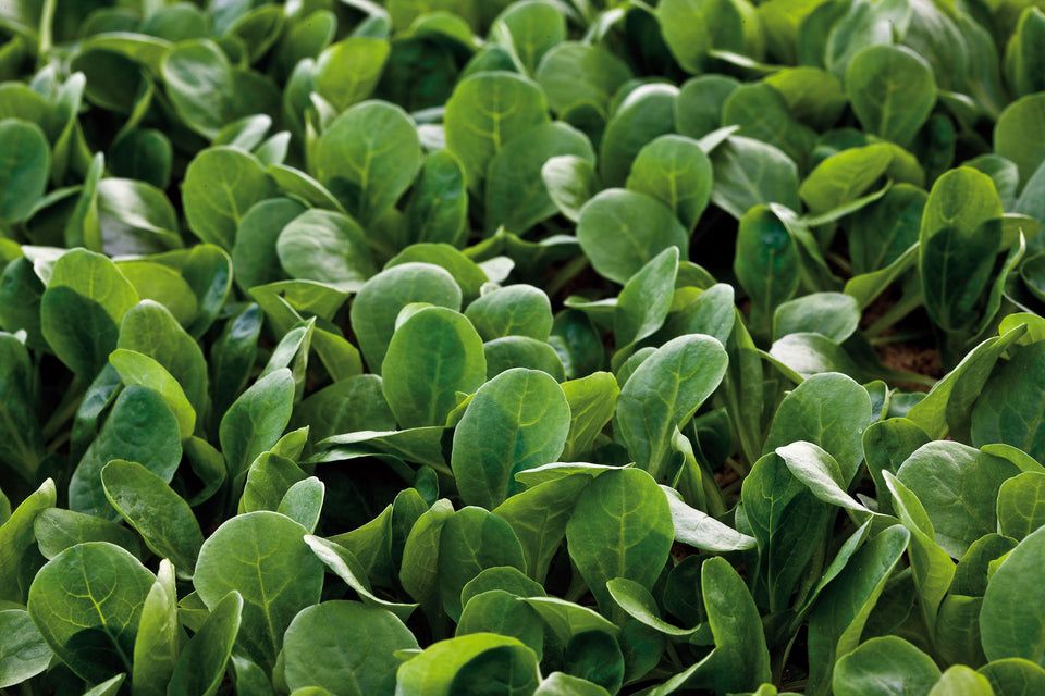 companion planting west coast seeds Match