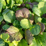 Mustard Greens Blend