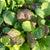 Mustard Greens Blend