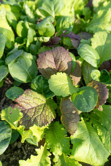 Mustard Greens Blend