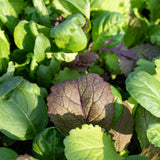 Mustard Greens Blend