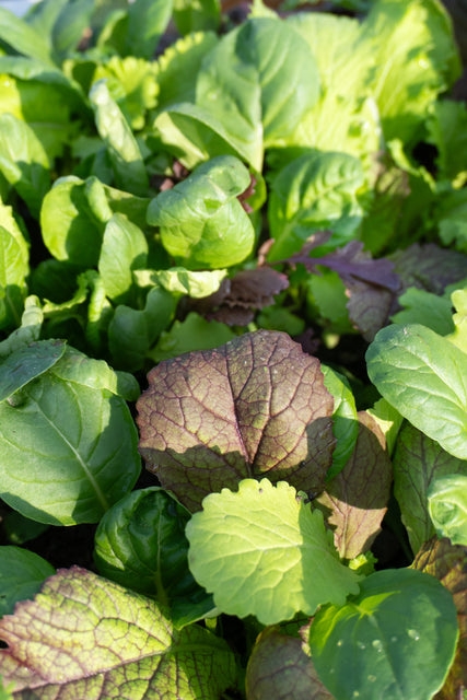 Mustard Greens Blend