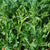 Frilly Edible Chrysanthemum
