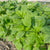 Callaloo