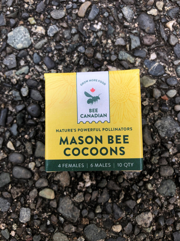 Mason Bee Cocoons