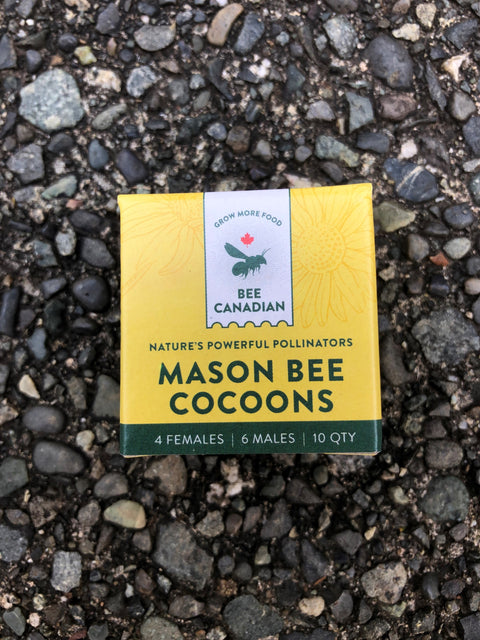 Mason Bee Cocoons