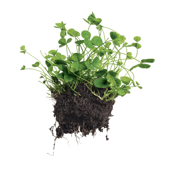 west coast seeds lawn solutions micro clover