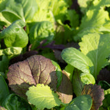 Mustard Greens Blend