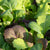 Mustard Greens Blend