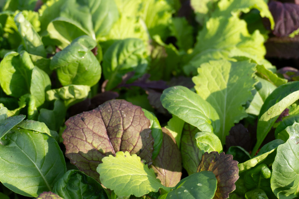 Mustard Greens Blend