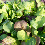 Mustard Greens Blend