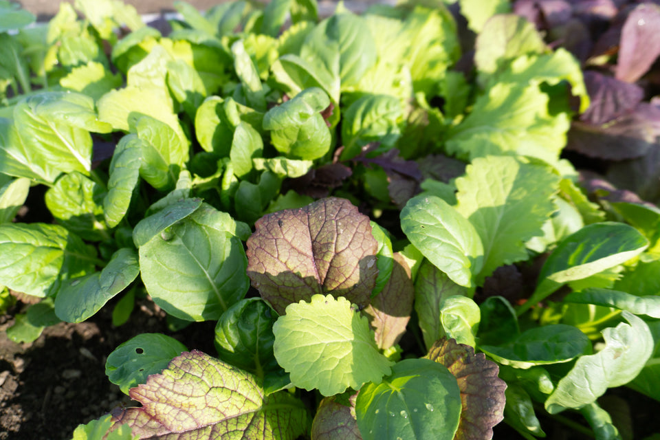 Mustard Greens Blend