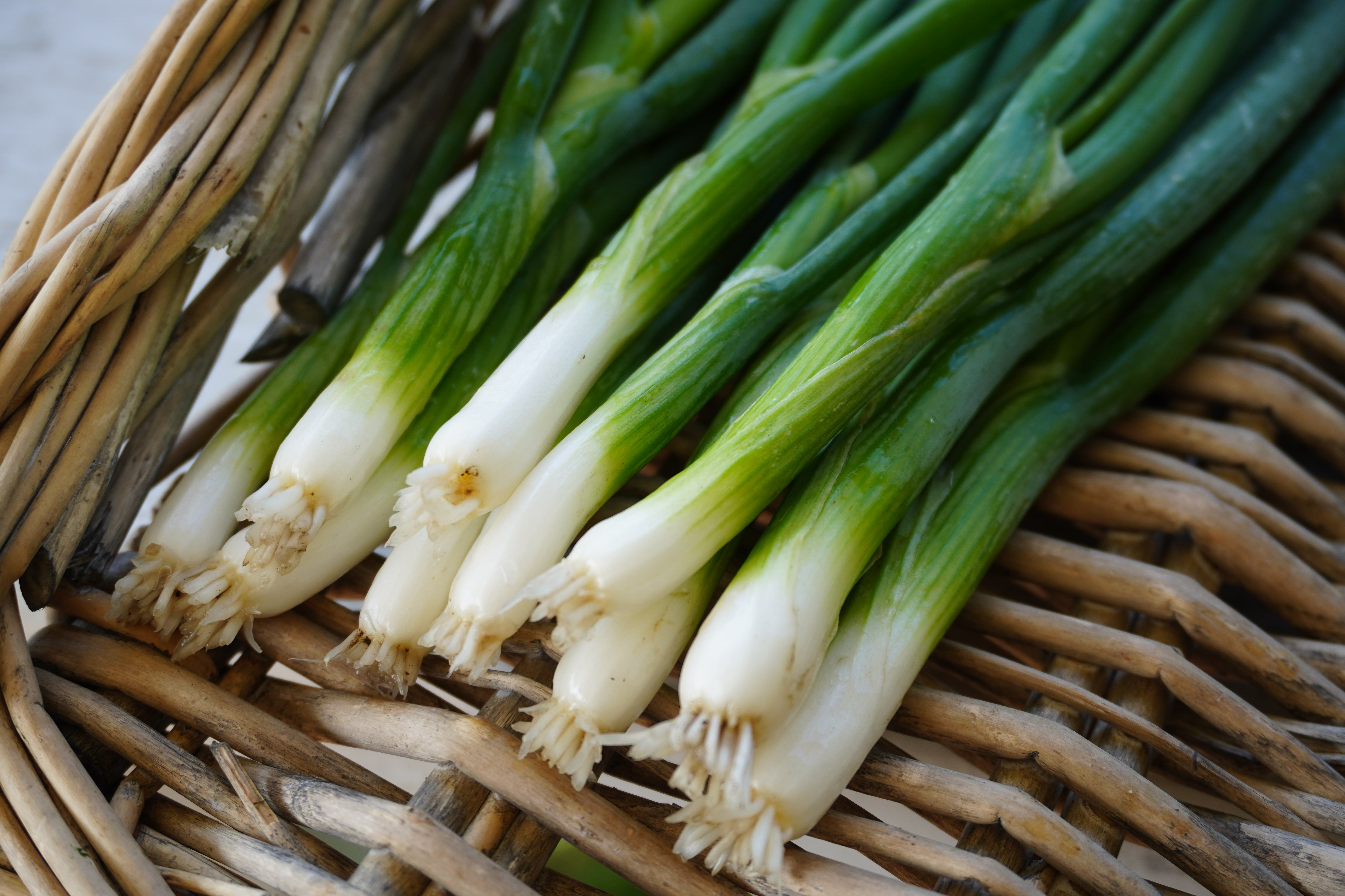 オニオン様 キャッサバ ON568_Fukagawa_Scallion_Onion_