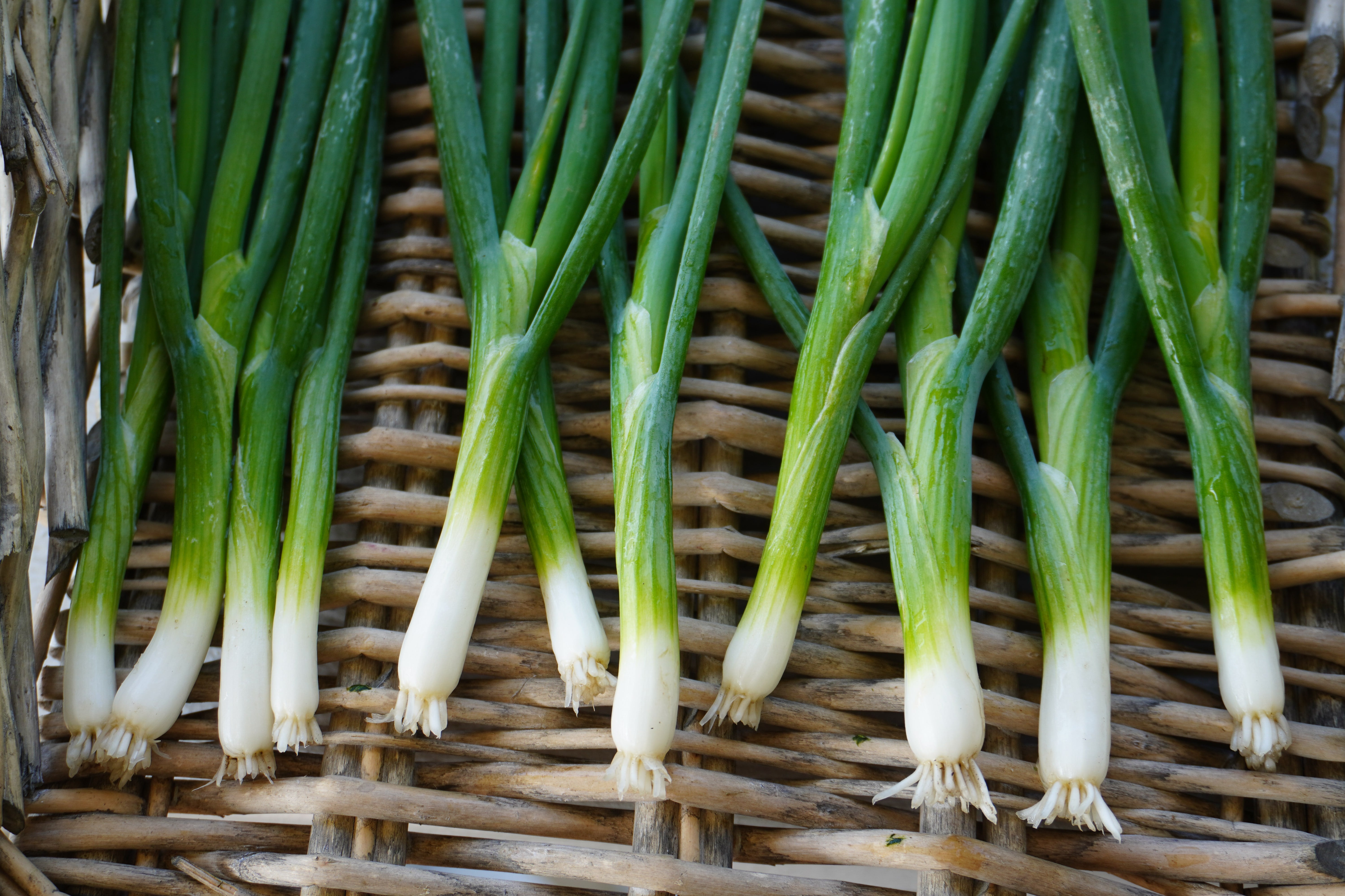 Fukagawa Scallion Seeds – West Coast Seeds