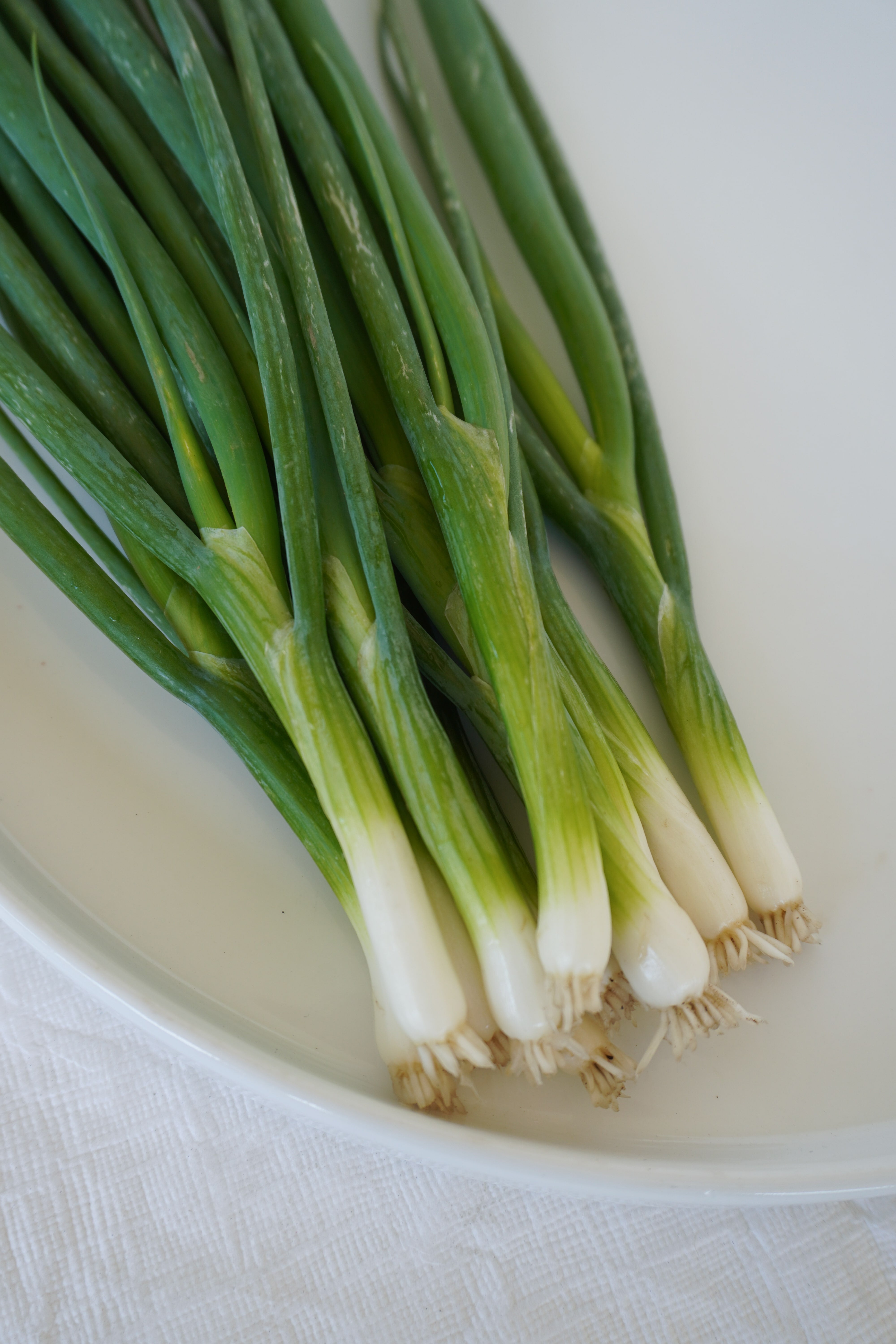 Fukagawa Scallion Seeds – West Coast Seeds