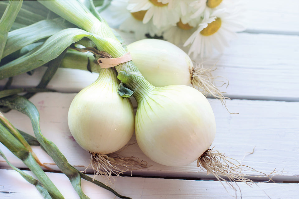 White Onion Sets