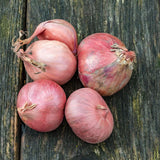 Multiplier-Onion-Sets on a rustic wooden board