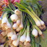 Multiplier Onion Sets with nutritious vegetables