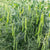 PLS 595 Certified Organic