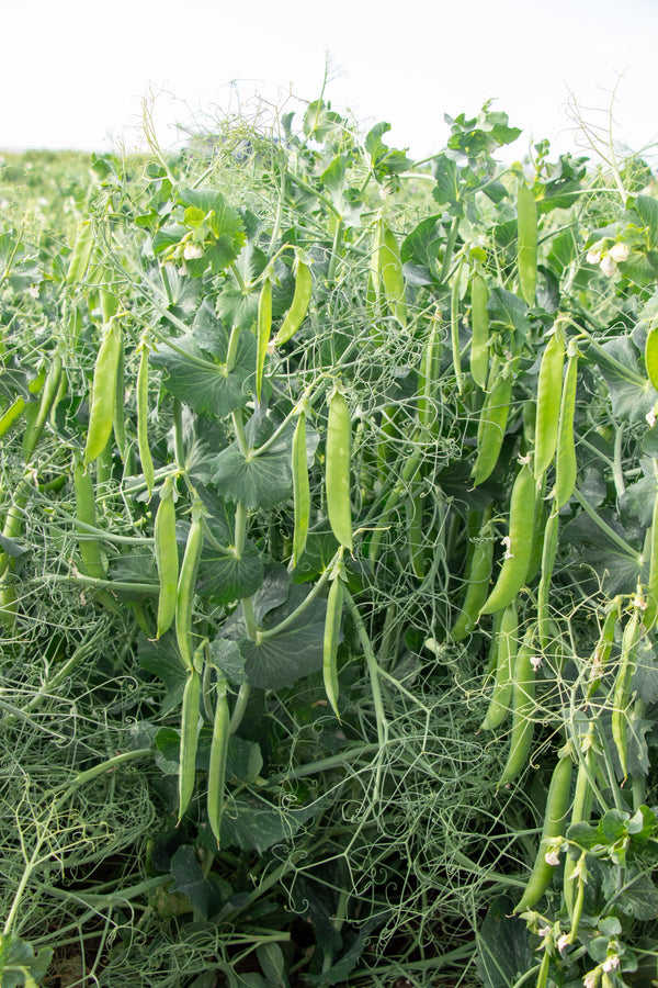 PLS 595 Certified Organic