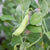 Sugar Ann Certified Organic