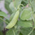 Sugar Ann Certified Organic