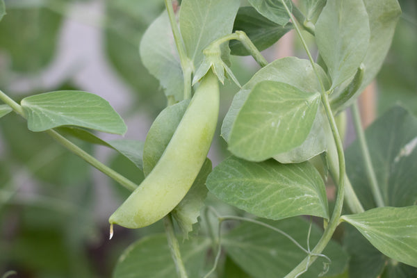 Sugar Ann Certified Organic